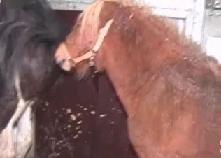 Giant horse dick in a tight twat
