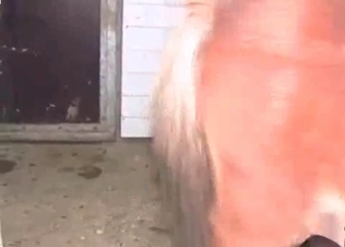 Giant horse dick in a tight twat