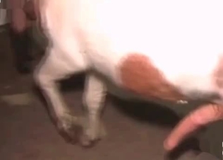 Giant horse dick in a tight twat