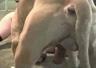Small hound fucks a tight snatch
