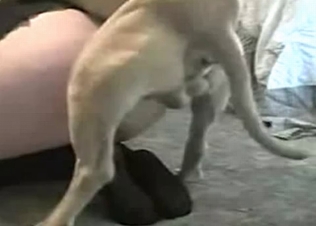 Small hound fucks a tight snatch