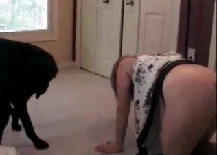 Amateur bestial sex with a Doberman
