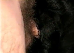 Hairy dude fucks this animal's ass