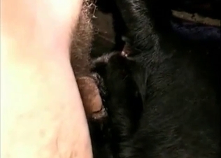 Hairy dude fucks this animal's ass