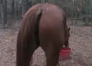Brown mare is getting drilled hard