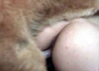 Venous dong of a nice young dog