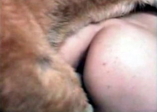 Venous dong of a nice young dog