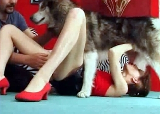 Sexy husky is licking her little puss