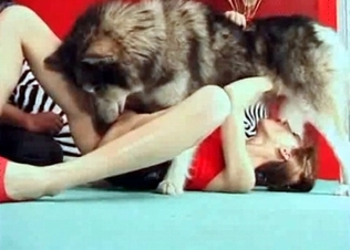 Sexy husky is licking her little puss
