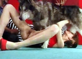 Sexy husky is licking her little puss