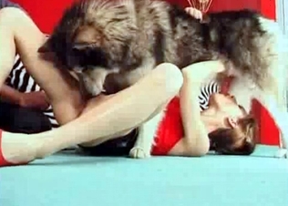 Sexy husky is licking her little puss
