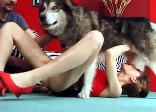 Sexy husky is licking her little puss