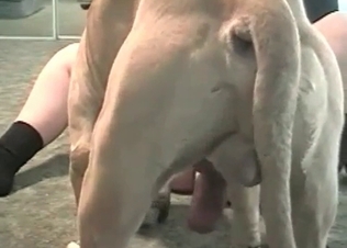 Playful boxer is enjoying zoo porn
