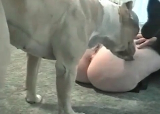 Playful boxer is enjoying zoo porn