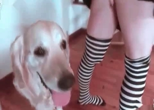 Dark-haired zooohile and her doggy