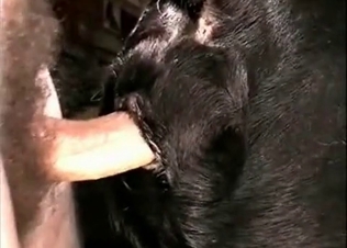 Hard dick in a tight anal hole