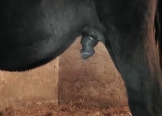 Black stallion enjoys filthy sex