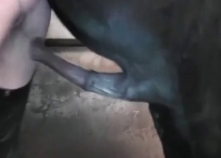Black stallion enjoys filthy sex