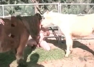 Hardcore farm animal sex action