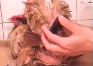 Anal stimulation in the zoo porn