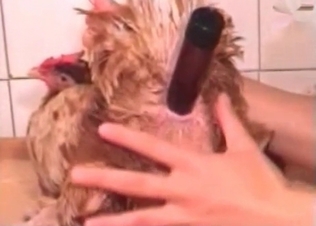 Anal stimulation in the zoo porn