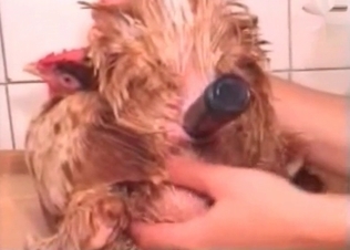 Anal stimulation in the zoo porn