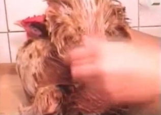 Anal stimulation in the zoo porn