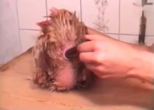 Anal stimulation in the zoo porn