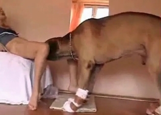 Slender doggy is so freaking playful