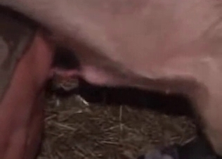 Small pig drills a nice farm girl