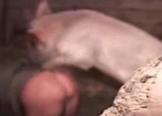 Small pig drills a nice farm girl