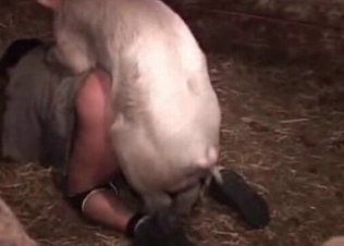 Small pig drills a nice farm girl