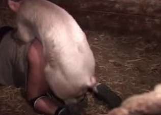 Small pig drills a nice farm girl