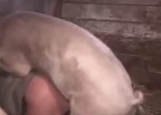 Small pig drills a nice farm girl