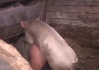 Small pig drills a nice farm girl