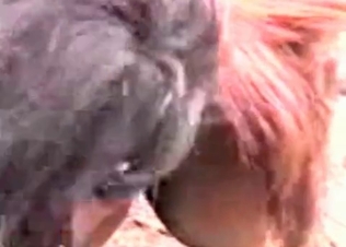 Zoo guy is playing with a horse