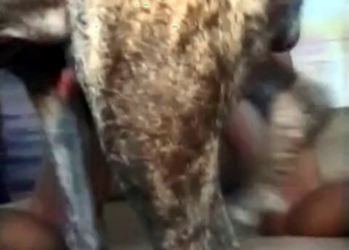 Retriever drills her small twat