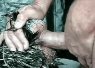 Cock is being pounded from behind