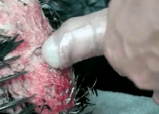 Cock is being pounded from behind