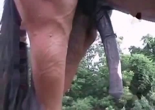 Zoophile gives a head for a horse