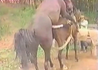 Dirty outdoor farm zoophilia