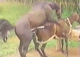 Dirty outdoor farm zoophilia