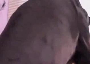 Muscled dog impales her twat