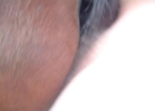 Horse is being fucked from behind