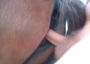 Horse is being fucked from behind