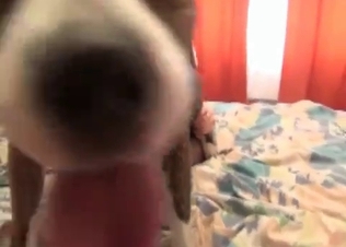 Dog is fucking like a professional