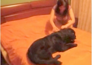 Black retriever is sucking a pussy