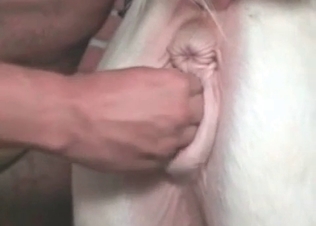 Intensive anal sex with a pet