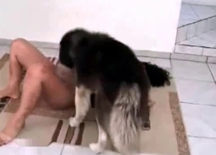 Shemale enjoys dirty animal porn