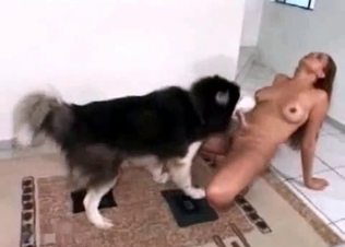 Japanese Husky is sucking a puss